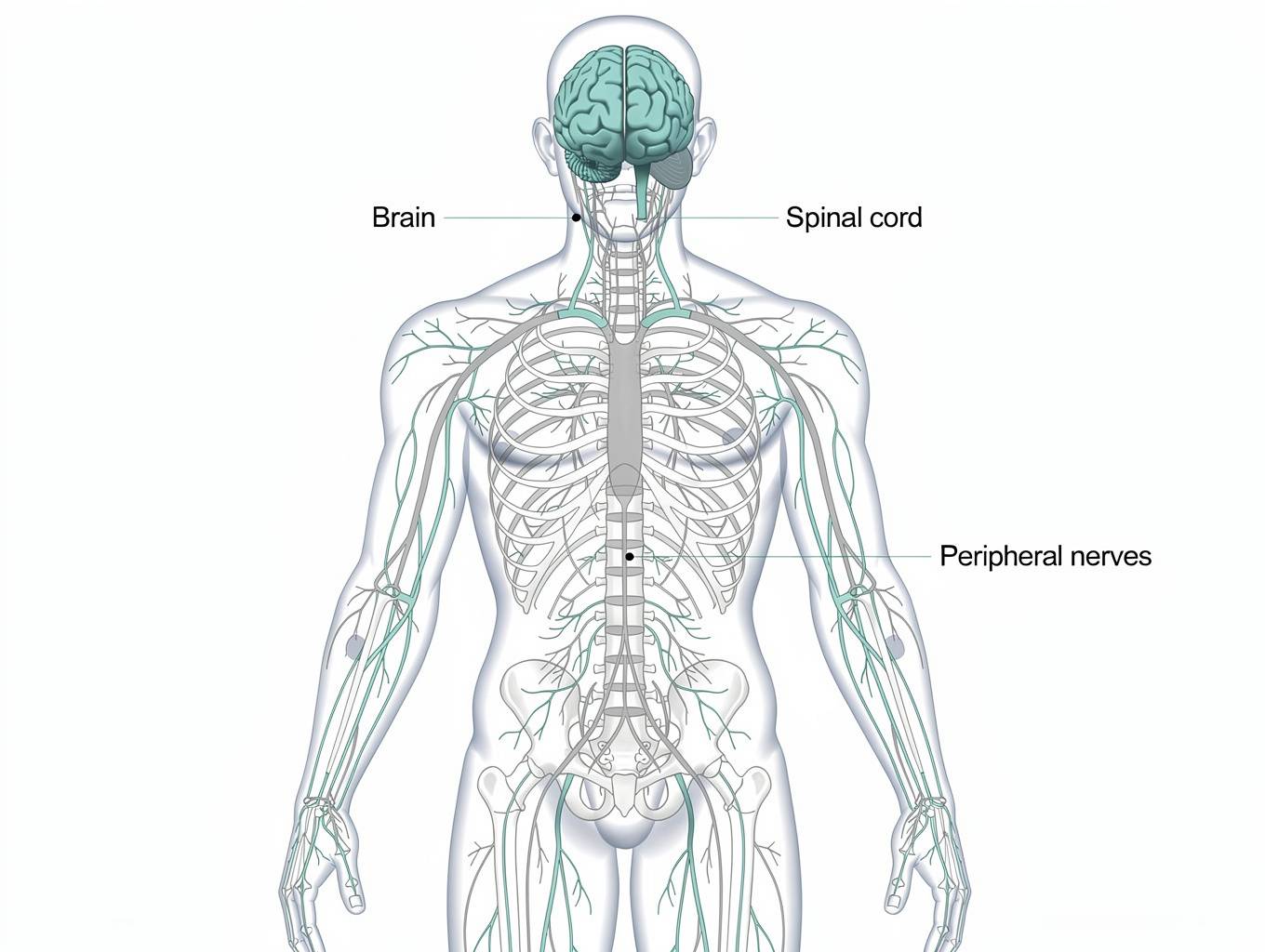 Nervous System Dysregulation Support Specialty