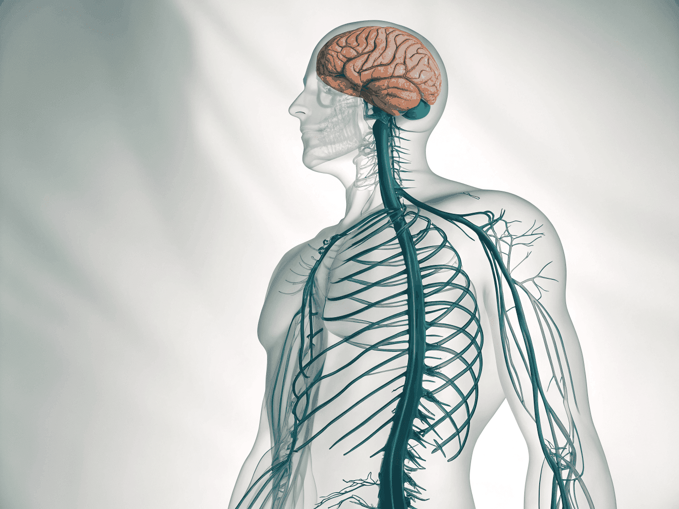 Diagram of the autonomic nervous system and sensory pathways